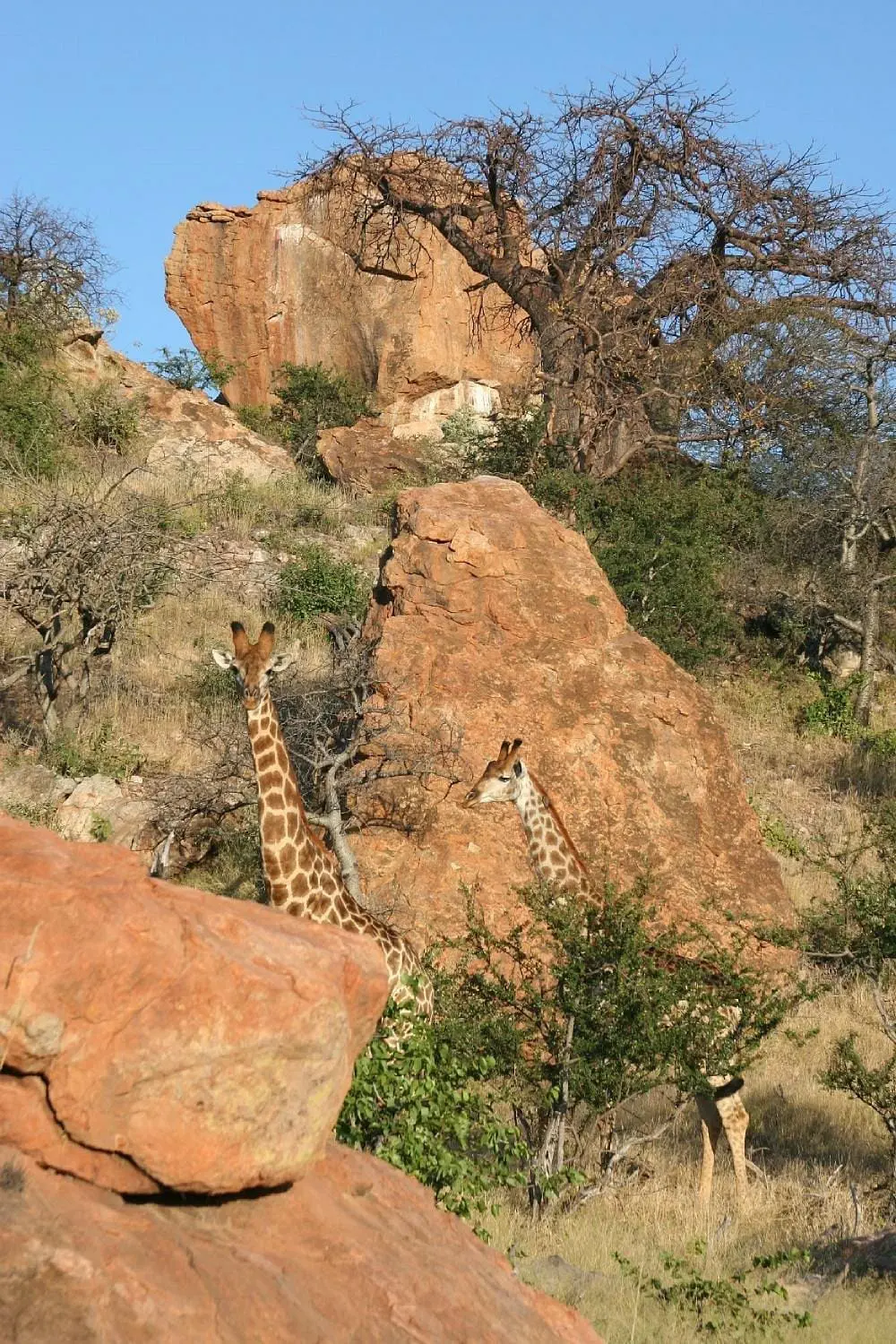 musina-bush-lodge3 (1)